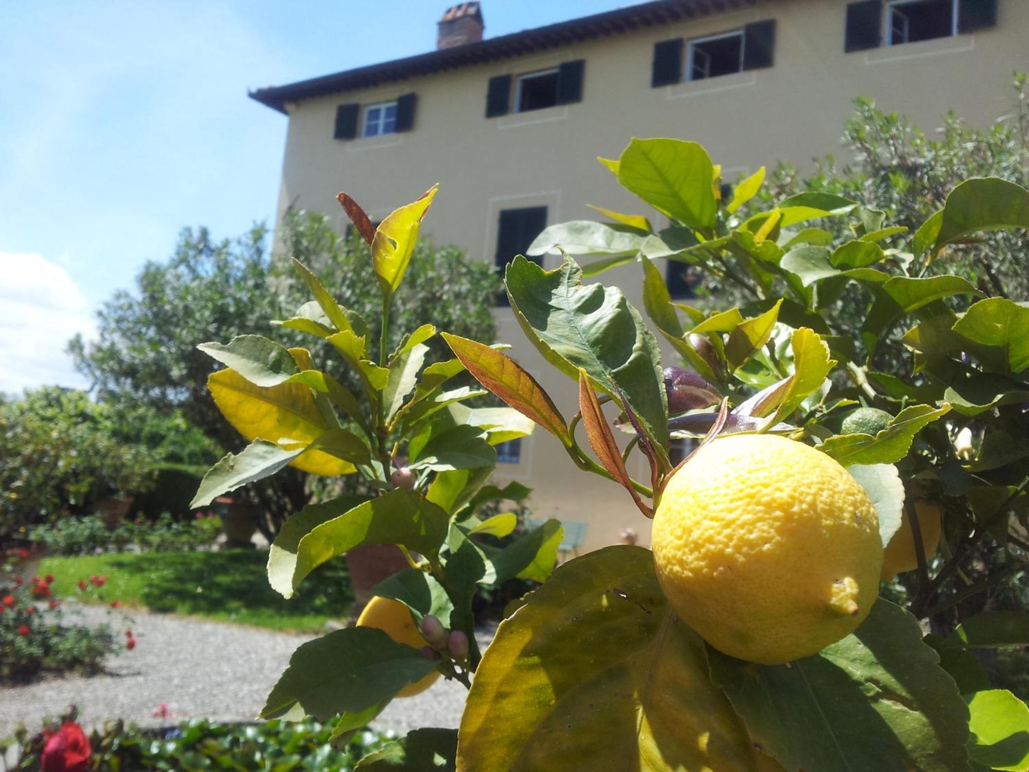 Fattoria Gambaro Di Petrognano Villa Collodi Buitenkant foto